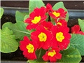 jaglac - lat. primula vulgaris 